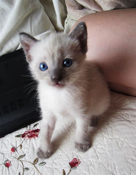 Blue Seal Point Siamese Kittens
