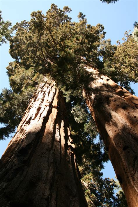 Trees perfect for your area. Giant Redwood Trees In Yosemite Free Stock Photo - Public ...