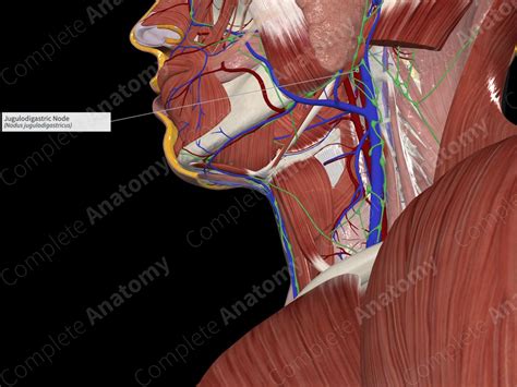 Jugulodigastric Node Complete Anatomy