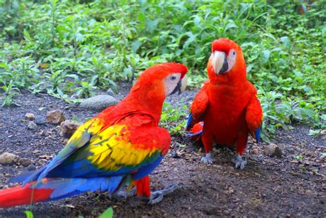Scarlet Macaw Latest Facts All Wildlife Photographs