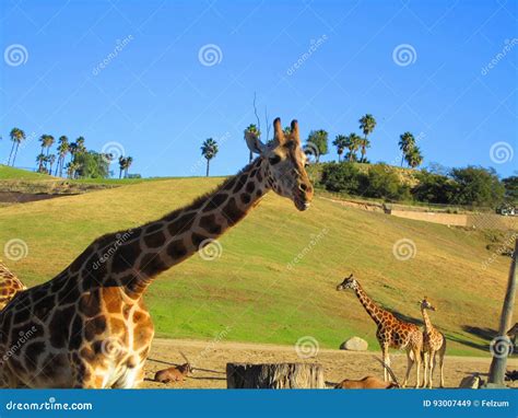 San Diego Zoo People And Giraffe Tourism Editorial Stock Image