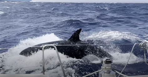 Photographer Captures Killer Whales Attacking His Boat Petapixel