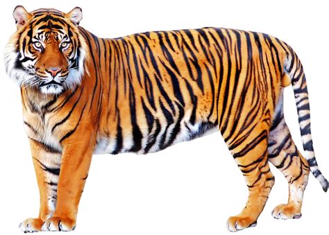 Png Hd Images Of Animals Transparent Hd Images Of Animalspng Images