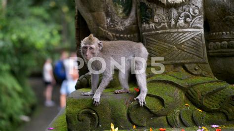 Maybe you would like to learn more about one of these? Bali Indonesia Animals - 7 Animals That Sum Up Bali When You Think Of Bali You Probably By Lisa ...