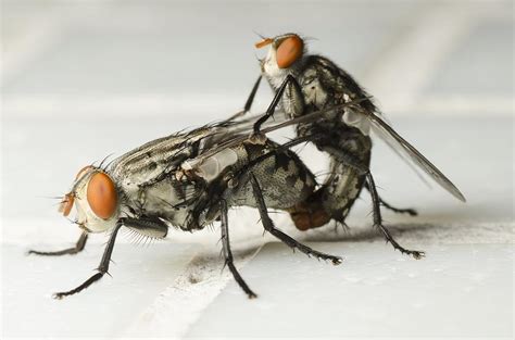 . (14), a mineral wool layer (16), a plant layer (18) formed from seed and living plant parts, an upper holding layer (20) as the protective layer, in which the vegetation element (10) is placed on the artificial flat surface without prior cultivation. Horse-flies Mating Photograph by Science Photo Library