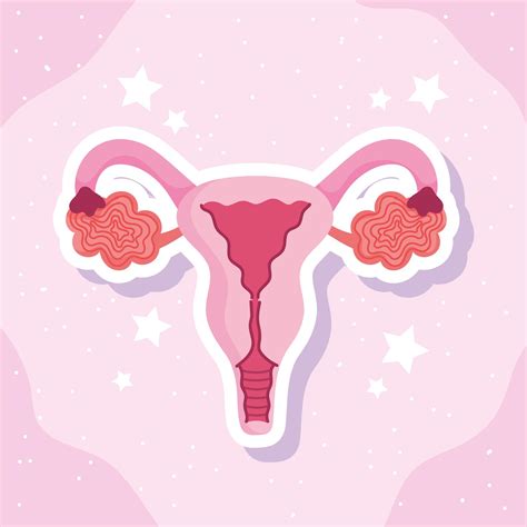 Female Human Reproductive System Biology Scheme 2777730 Vector Art At
