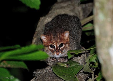 From the biggest to the smallest, there are 38 cat. 10 Incredibly Rare Wild Cat Species You Didn't Know Exist