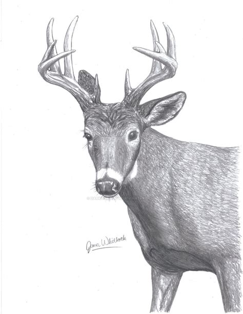 It has white color shade around its throat, eyes, nose, stomach and underside of its tail. Whitetail Deer by DarkHorseLove on DeviantArt