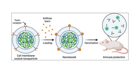 Single Low Dose Nanovaccine For Long Term Protection Against Anthrax