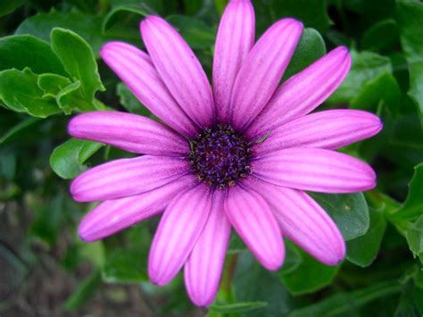 Blue Eyed Beauty African Daisy Facts African Daissy Blog