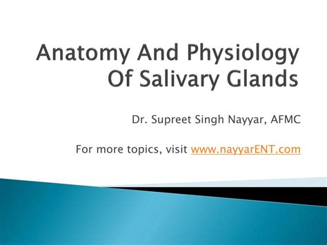Ppt Anatomy And Physiology Of Salivary Glands Powerpoint Presentation A