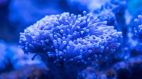 Free Images Sea Anemone Coral Reef Natural Environment