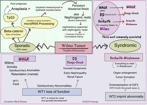 Wilms Tumor Nephroblastoma Creative Med Doses