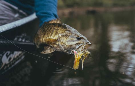Beginners Guide To Fly Fishing For Bass Flylords Mag