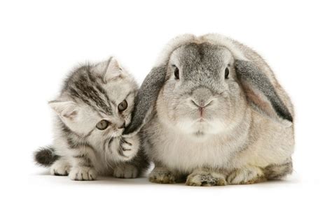Cat allergies come about when a cat's immune system mistakes an ingredient for a threat and mounts an immune response that results in miserable symptoms like sneezing it's available in beef, chicken, duck, lamb, rabbit, salmon, and venison flavors, so you can choose your cat's favorite or offer a variety. » Snap cat - Cats and bunnies looks exactly the same