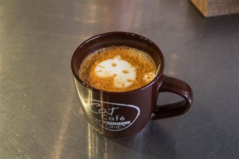 You can see how to get to black cat cafe on our website. America's first Cat Café opens in NYC: have a cup of ...