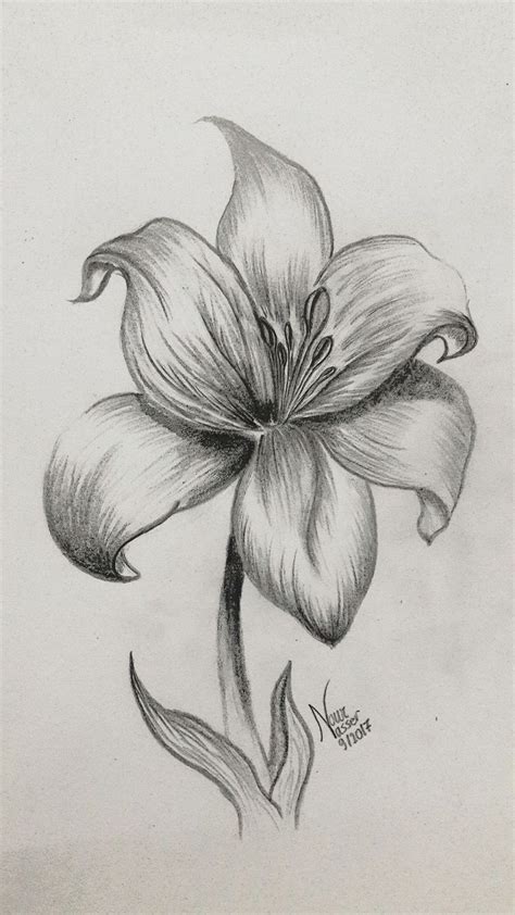 Pencil Drawing Lily Site Today Pencil Drawings Of Flowers Lilies