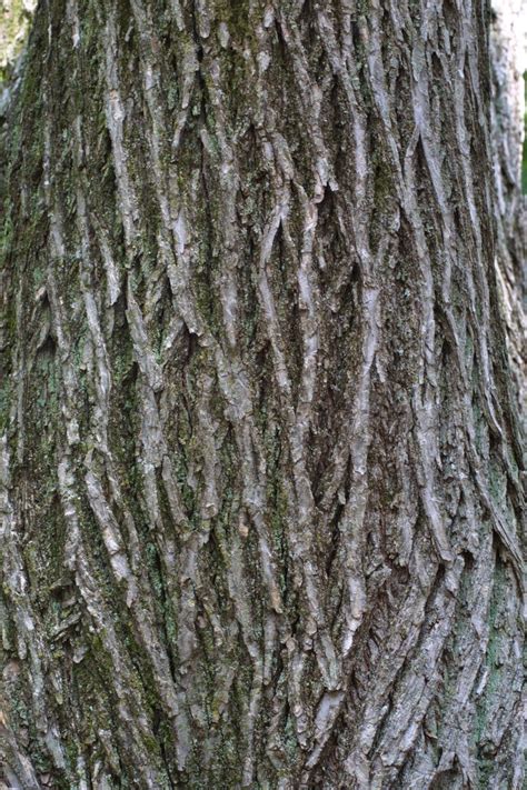 American Elm Bark Elm Tree Bark Tree Identification Trees And Shrubs