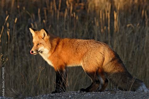 Renard Roux Red Fox Vulpes Vulpespris Au Yukoncanada Stock Photo