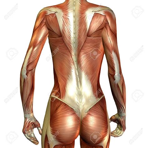 Female Back Muscles Diagram Blogger Lagi
