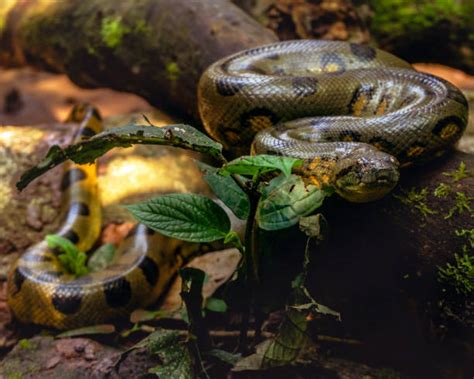 Anaconda Snake Stock Photos Pictures And Royalty Free Images Istock