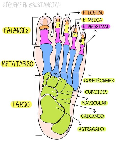 Huesos Del Pie Anatomía Médica Anatomía Anatomia Y Fisiologia Humana