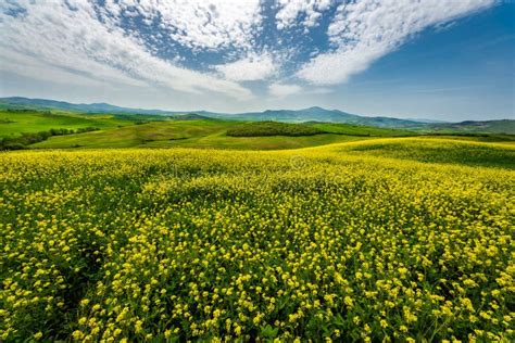 Green Rolling Hills With Yellow Wildflower Spring In Tuscany Italy