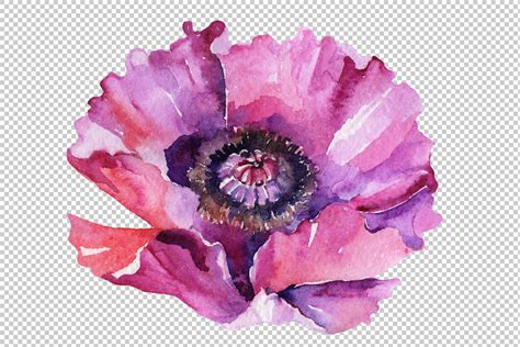 Purple Poppy Watercolor Flowers Png