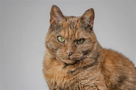 Free Photo Orange Grumpy Cat On Grey