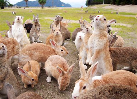 Okunoshima The Rabbit Island In Japan Japan Travel Guide Jw Web