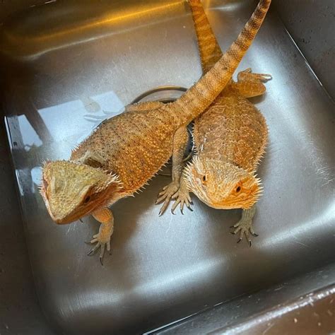Female And Male Bearded Dragons Living Together Bearded Dragon Male