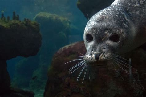 Hawaiian Monk Seal Facts Habitat Diet Conservation And More