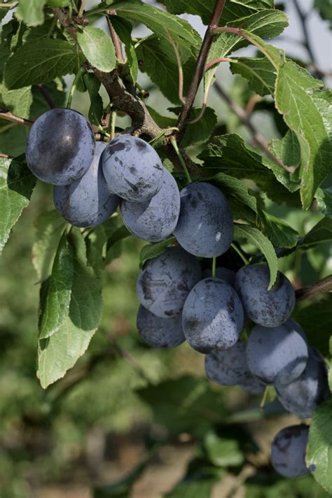 Prunus Domestica ´Čačanská Lepotica´ Slivka Letná Myr
