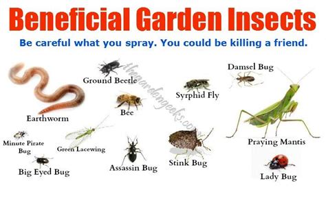 Beneficial Garden Insects For More Daily Tips Plant Information And