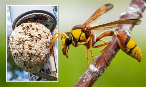Tell Tale Signs Of Killer Asian Hornets In Your Garden ‘one Sting Can Be Very Serious