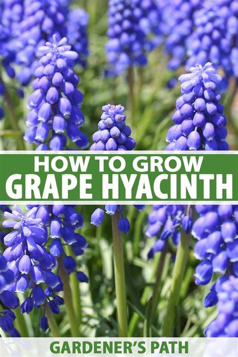 How To Grow And Care For Grape Hyacinth Muscari Growing Grapes