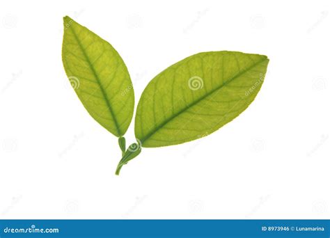 Two Green Orange Tree Leaves Isolated Over White Royalty Free Stock