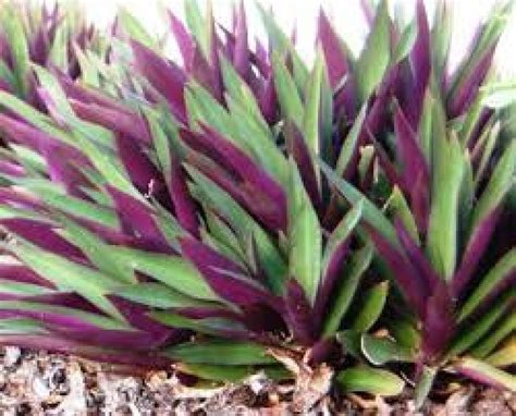 There are various cultivars of rhoeo, the most popular being the dwarf purple form. Foliera - Old world quality, new age technology