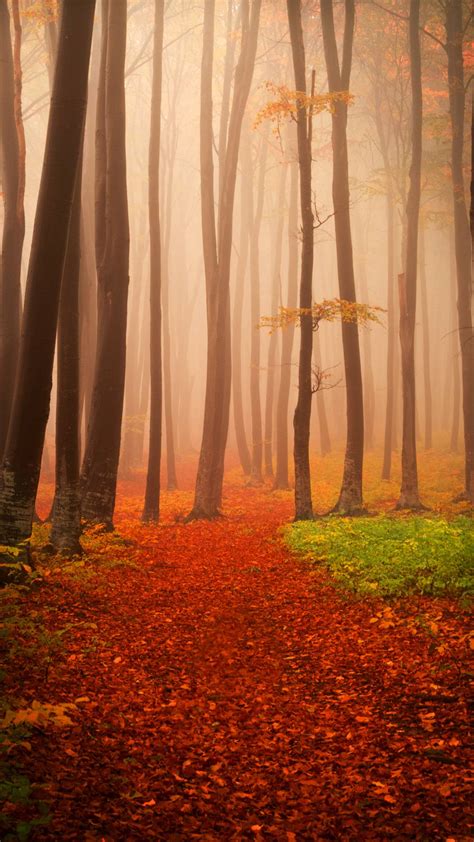 Download Lovely Misty Autumn Forest Iphone Wallpaper