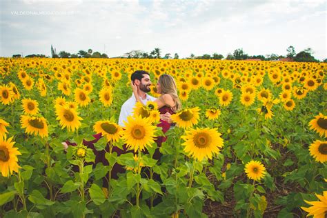 Ensaios Em Plantações De Girassol Em Holambra