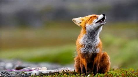 Animal Wallpaper for Desktop Background (66+ images)