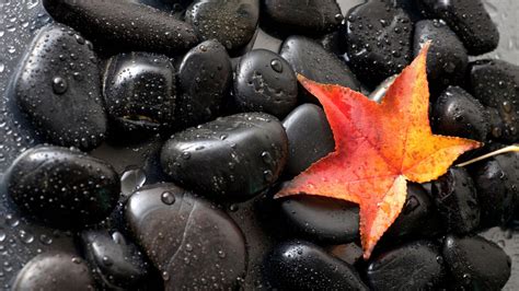 Gorgeous Black Stones Red Autumn Leaf Hd Desktop Wallpaper
