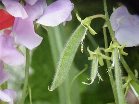 Sweet Pea Toxicity Are Sweet Pea Blossoms Or Pods Edible Gardening Know How
