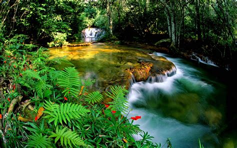 Tropical Rainforest Jungle Cascade Waterfall Transparent