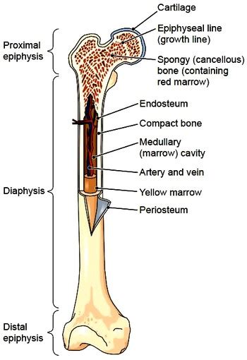 Its not option b blank long bone diagram long bone diagram blank kelvin. Bones. Bones Structure. Bone Tissue. Bone Membranes