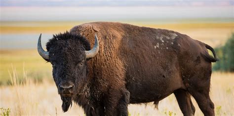 Events — Oklahoma Bison Association