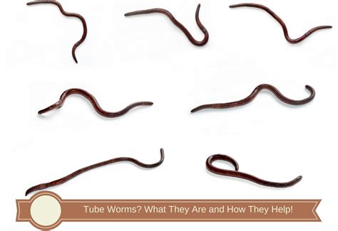 Tube Worms What They Are And How They Help Flash Tactical