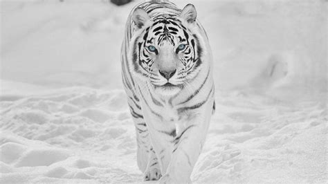 8k Tiger Uhd Wallpapers Top Free 8k Tiger Uhd