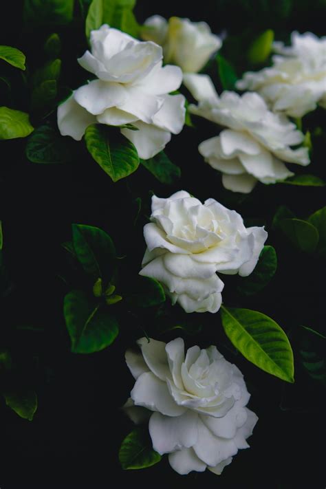 Gardenia Kwiat Opis I Porady Dla Ogrodników Dekoratornia Tv