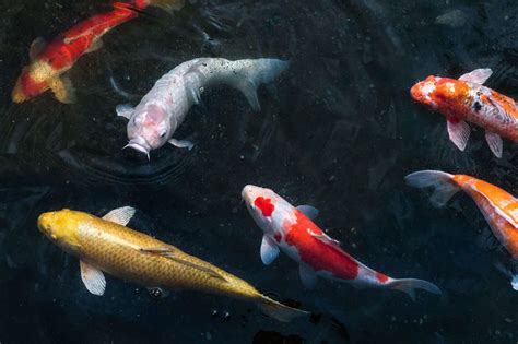 The Ultimate Koi Fish Care And Pond Guide Fishkeeping World
